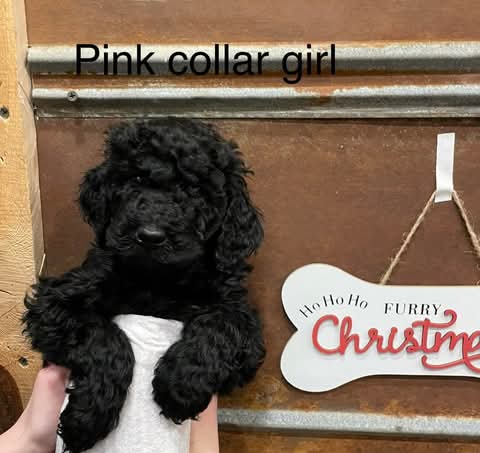 Adorable Miniature Poodle Puppies Ready For New Homes EMAIL👉👉💌(babydullface2010@outlook.com Image eClassifieds4u