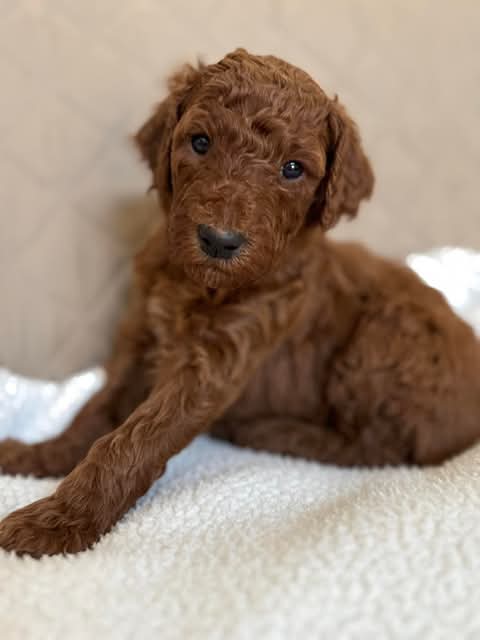 Adorable Miniature Poodle Puppies Ready For New Homes EMAIL👉👉💌(babydullface2010@outlook.com Image eClassifieds4u