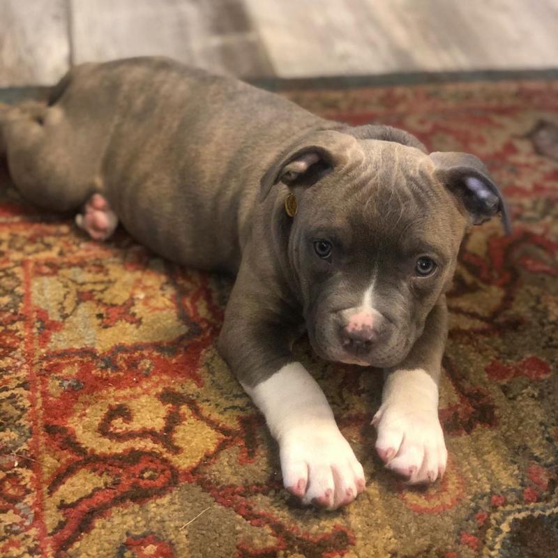 Blue Nose American Pit Bull Terrier Pups available EMAIL: fordellis2@gmail.com Image eClassifieds4u