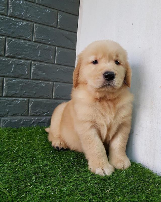 Golden Retriever puppies available in good health condition EMAIL: ricecarrut@gmail.com Image eClassifieds4u