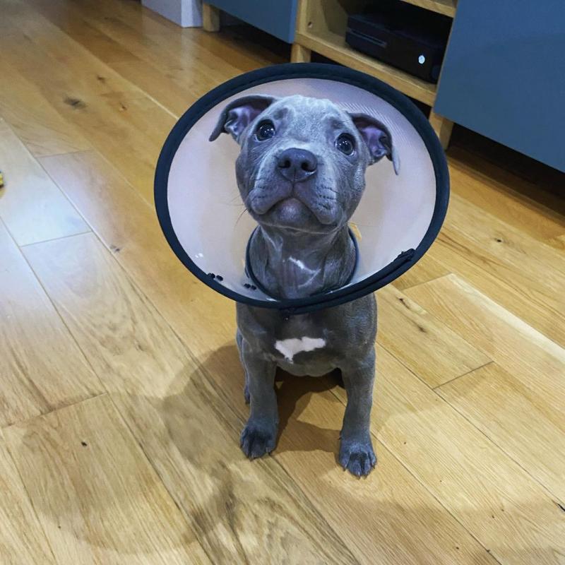 great dane puppies for adoption (fordellis2@gmail.com) Image eClassifieds4u