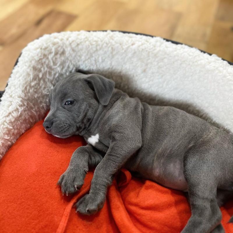 great dane puppies for adoption (fordellis2@gmail.com) Image eClassifieds4u