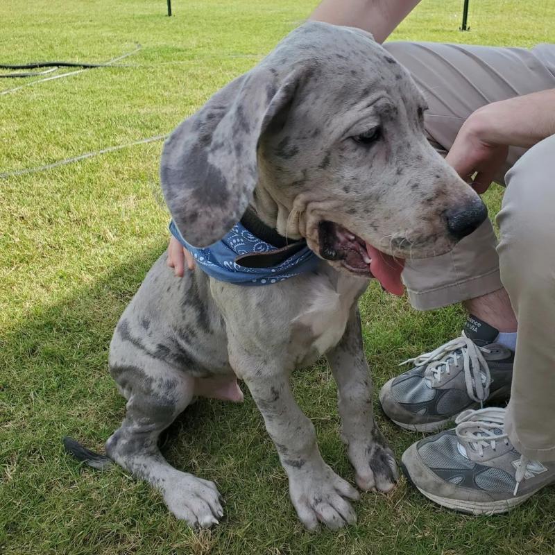 Great dane puppies for adoption (fordellis2@gmail.com) Image eClassifieds4u