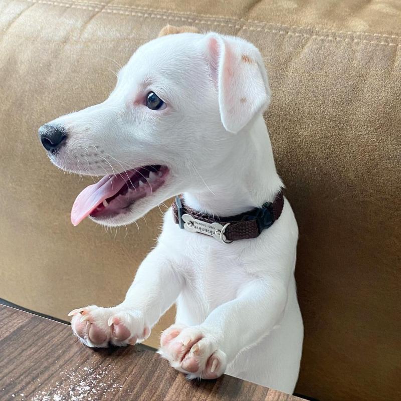 Jack Russell puppies available EMAIL: fordellis2@gmail.com Image eClassifieds4u