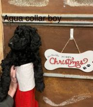 Adorable Miniature Poodle Puppies Ready For New Homes EMAIL👉👉💌(babydullface2010@outlook.com Image eClassifieds4u 3