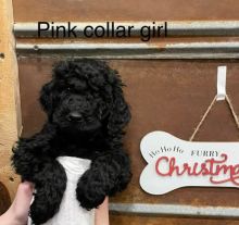 Adorable Miniature Poodle Puppies Ready For New Homes EMAIL👉👉💌(babydullface2010@outlook.com Image eClassifieds4u 2