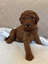 Adorable Miniature Poodle Puppies Ready For New Homes EMAIL👉👉💌(babydullface2010@outlook.com Image eClassifieds4u 1