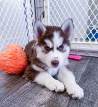 Siberian husky puppies for good re homing to interested homes. EMAIL: fordellis2@gmail.com Image eClassifieds4u 1