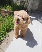 Toy poodle puppies available EMAIL: fordellis2@gmail.com Image eClassifieds4u 1