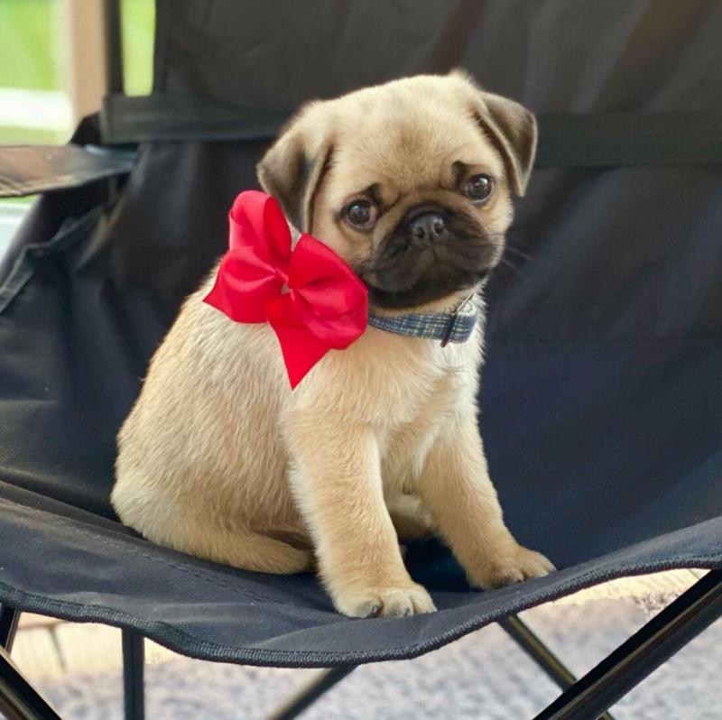 Pug Puppies Ready Now For Adoption EMAIL: fordellis2@gmail.com Image eClassifieds4u