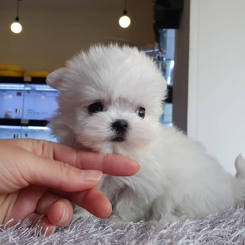 Shih Tzu puppies available in good health condition for new homes EMAIL: fordellis2@gmail.com Image eClassifieds4u