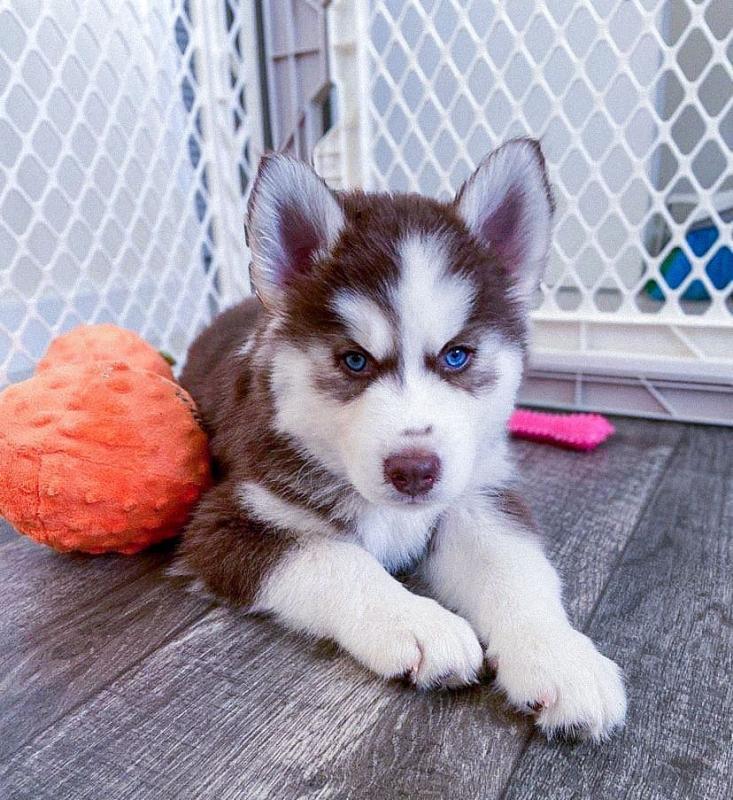 Siberian husky puppies for good re homing to interested homes. EMAIL: fordellis2@gmail.com Image eClassifieds4u