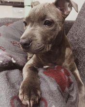 Pit Bull Terrier Pups available EMAIL: fordellis2@gmail.com