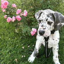 Great dane puppies for adoption EMAIL: ricecarrut@gmail.com