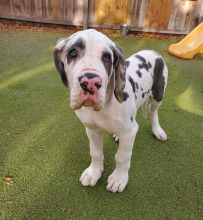Great dane puppies for adoption (fordellis2@gmail.com)