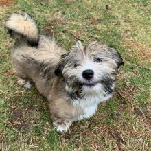 Havanese puppies available in good health condition for new homes EMAIL: fordellis2@gmail.com