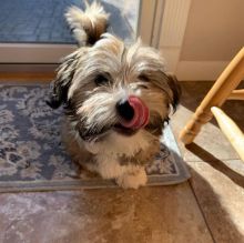 Havanese puppies available in good health condition for new homes EMAIL: ricecarrut@gmail.com