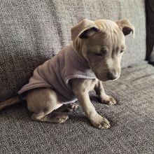 Pitbull puppy for adoption For more info contact, (fordellis2@gmail.com)