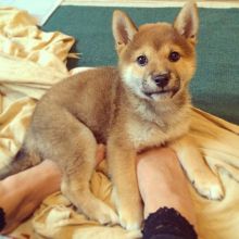 Shiba inu puppies available in good health condition for new homes EMAIL: fordellis2@gmail.com