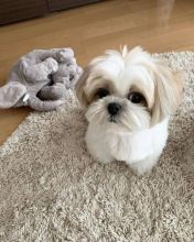 Shih Tzu puppies available EMAIL: fordellis2@gmail.com