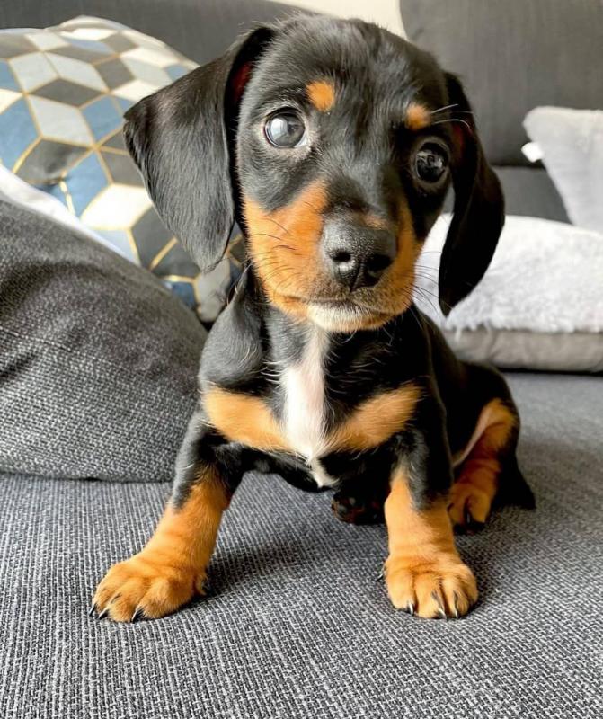 Dachshund puppies available in good health condition for new homes EMAIL: fordellis2@gmail.com Image eClassifieds4u