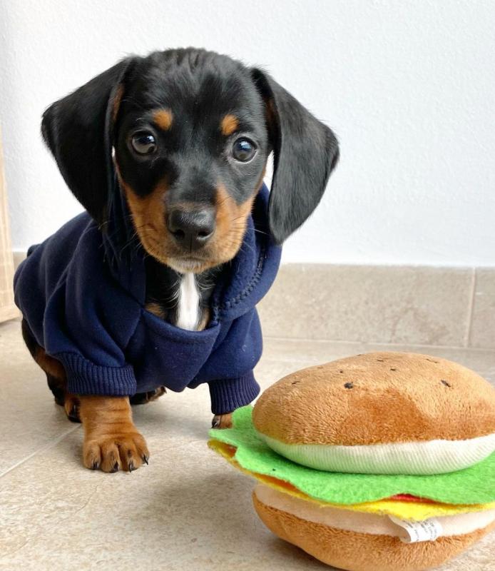 Dachshund puppies available in good health condition for new homes EMAIL: ricecarrut@gmail.com Image eClassifieds4u