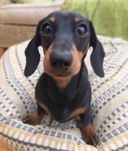 Dachshund puppies available for adoption delivery available EMAIL: fordellis2@gmail.com Image eClassifieds4u 4