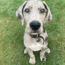 Great dane puppies for adoption (fordellis2@gmail.com) Image eClassifieds4u 1