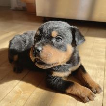 Rottweiler puppies available in good health condition for new homes (fordellis2@gmail.com) Image eClassifieds4u 3