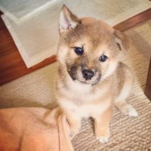 Shiba inu puppies available in good health condition for new homes EMAIL: fordellis2@gmail.com Image eClassifieds4u 2