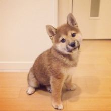 Shiba inu puppies available in good health condition for new homes EMAIL: fordellis2@gmail.com Image eClassifieds4u 4