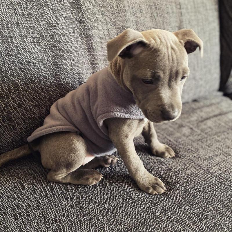 PitBull Terrier Pups available EMAIL: fordellis2@gmail.com Image eClassifieds4u