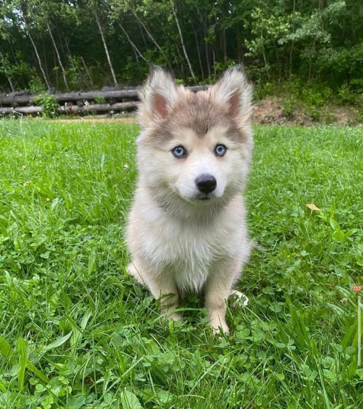 Pomsky male and female puppies for adoption EMAIL: ricecarrut@gmail.com Image eClassifieds4u