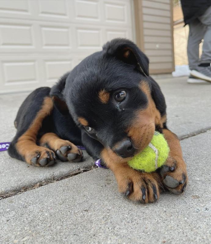 Rottweiler puppies, male and female for adoption EMAIL: fordellis2@gmail.com Image eClassifieds4u