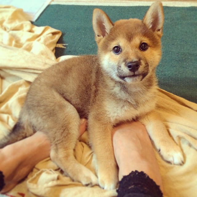 Shiba inu puppies available in good health condition for new homes EMAIL: fordellis2@gmail.com Image eClassifieds4u