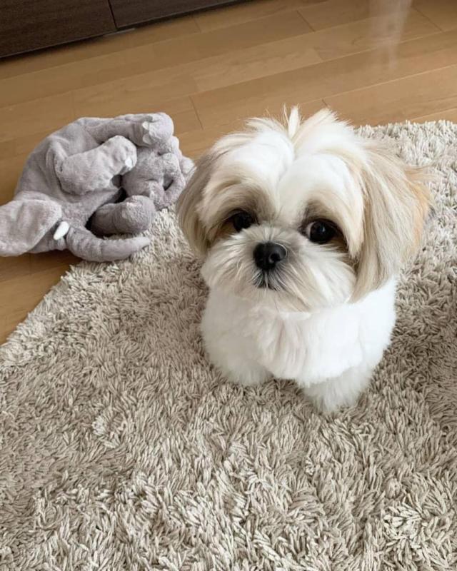 Shih Tzu puppies available EMAIL: fordellis2@gmail.com Image eClassifieds4u