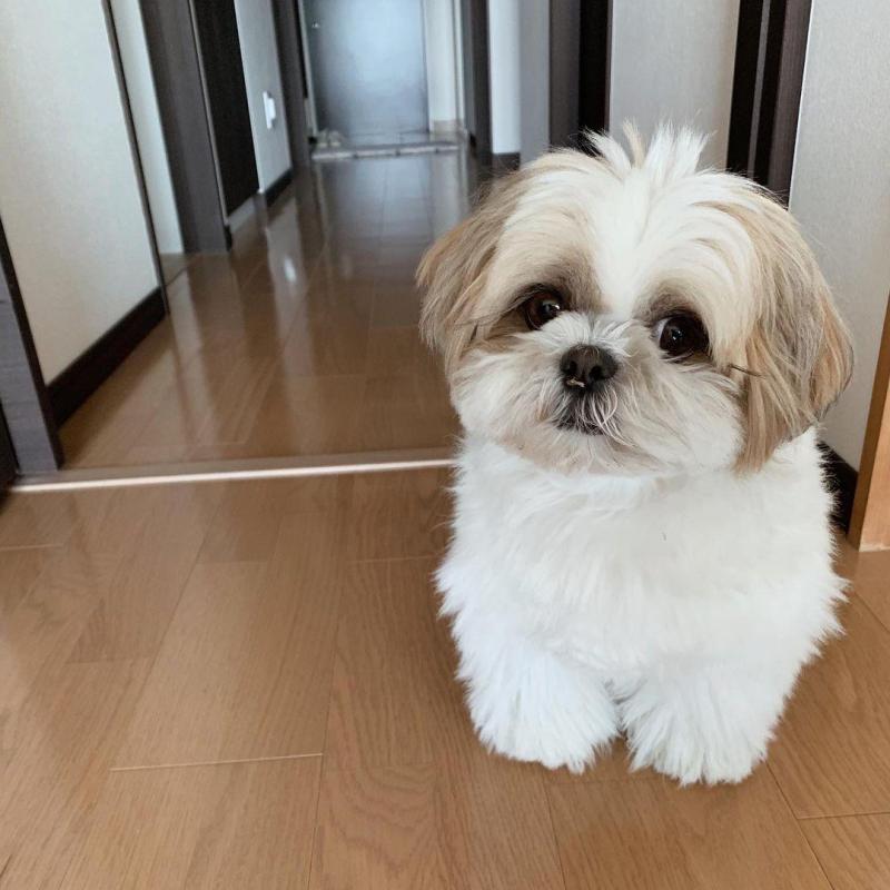 Shih Tzu puppies available in good health condition for new homes EMAIL: fordellis2@gmail.com Image eClassifieds4u