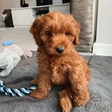Cavapoo puppies available for adoption EMAIL: ricecarrut@gmail.com