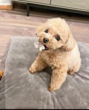 Toy poodle puppies available EMAIL: fordellis2@gmail.com
