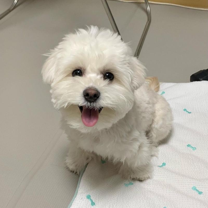 Maltese puppies available EMAIL: ricecarrut@gmail.com Image eClassifieds4u
