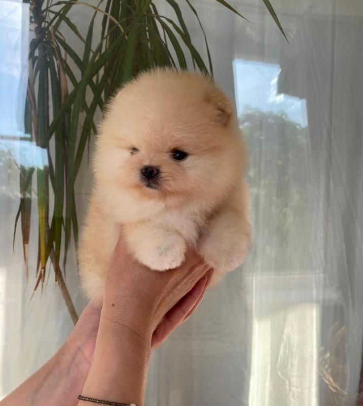 Pomeranian puppies available in good health condition for new homes Image eClassifieds4u