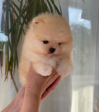Pomeranian puppies available in good health condition (fordellis2@gmail.com)