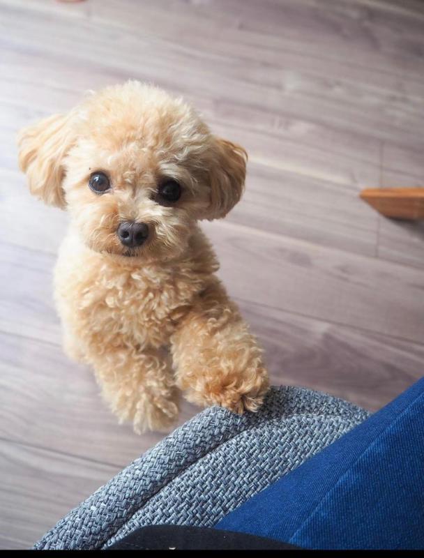 Bichon Frise puppies for good re homing to interested homes. EMAIL: fordellis2@gmail.com Image eClassifieds4u