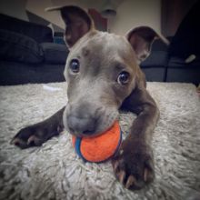 Pitbull puppy for adoption For more info contact, (fordellis2@gmail.com) Image eClassifieds4U