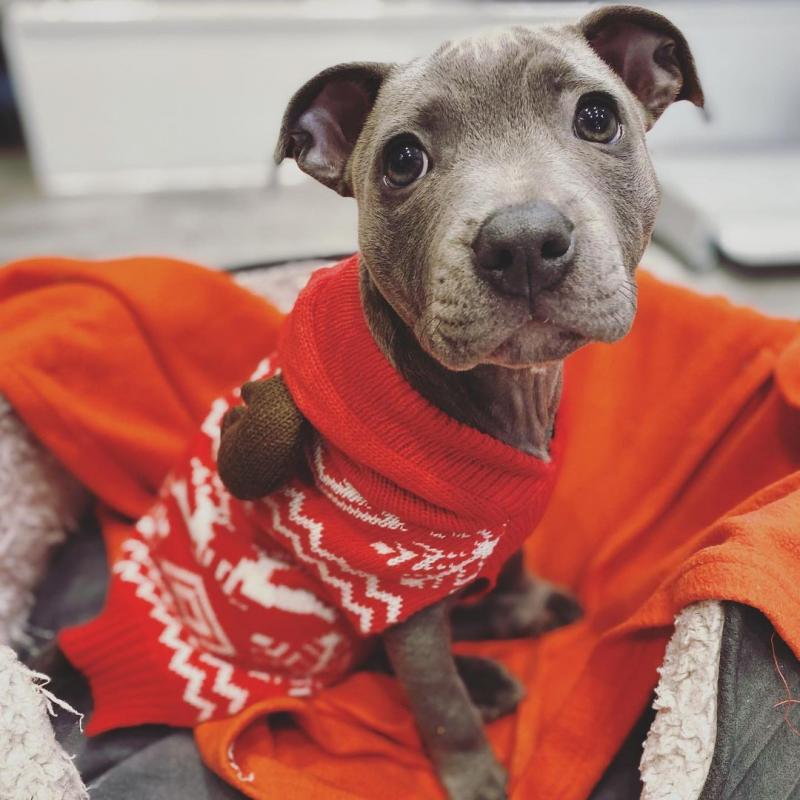 Pitbull puppy for adoption For more info contact, (fordellis2@gmail.com) Image eClassifieds4u