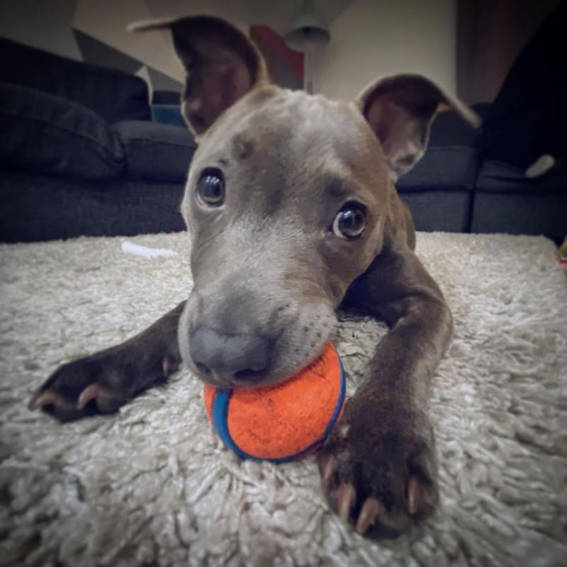 Pitbull puppy for adoption For more info contact, (fordellis2@gmail.com) Image eClassifieds4u