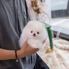 Cute Teacup Pomeranian puppies Available 💕Delivery possible🌎 Image eClassifieds4u
