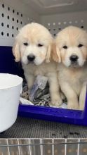 Beautiful Golden Retriever Puppies Available 💕Delivery Available🌎 Image eClassifieds4u 1