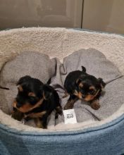Amazing Yorkshire Terrier puppy!