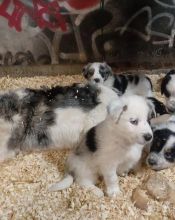 Cute Border Collie PUPPIES FOR ADOPTION